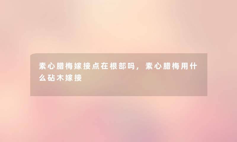 素心腊梅嫁接点在根部吗,素心腊梅用什么砧木嫁接