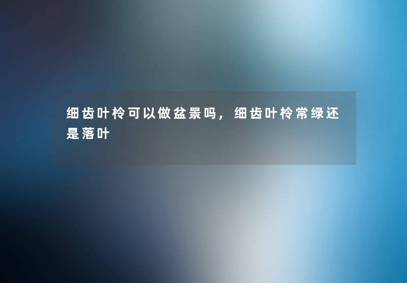 细齿叶柃可以做盆景吗,细齿叶柃常绿还是落叶